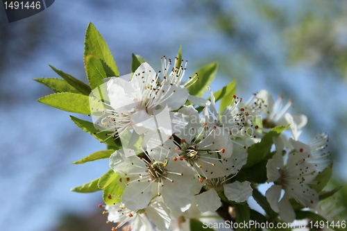 Image of Cherry Blossoms