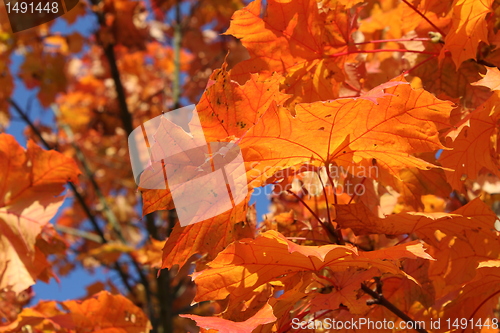 Image of autumn leafes