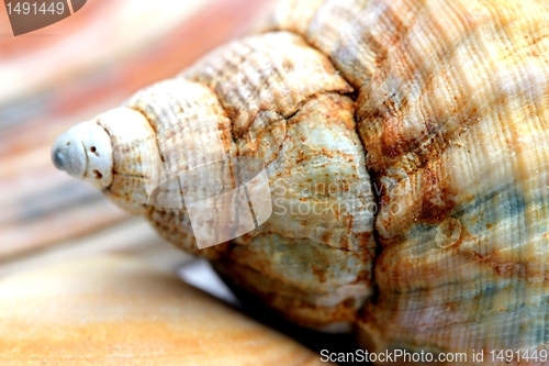 Image of sea shell
