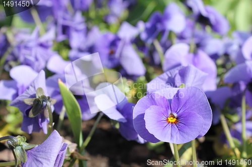 Image of violet flowers