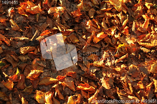 Image of autumn leafes