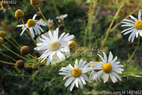 Image of marguerite flowers