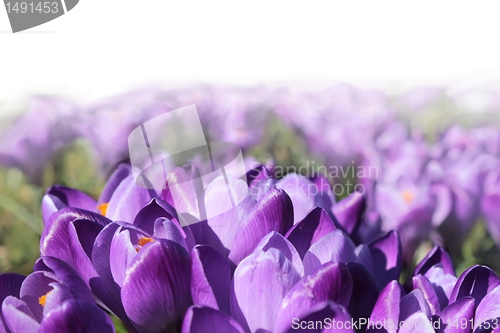 Image of spring flower meadow