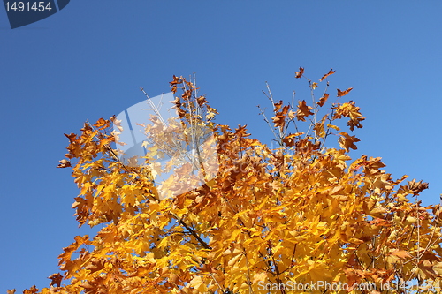 Image of autumn leafes