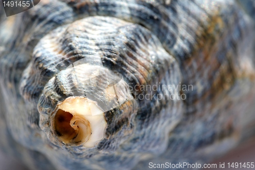 Image of sea shell