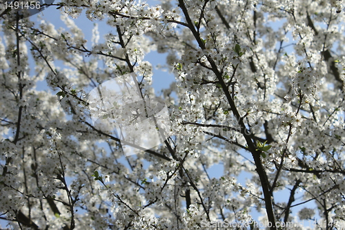 Image of Cherry Blossoms