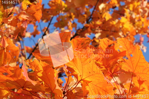 Image of autumn leafes