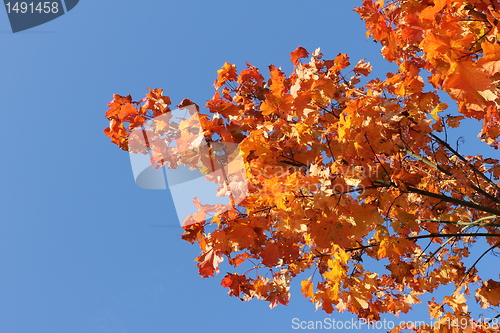 Image of autumn leafes