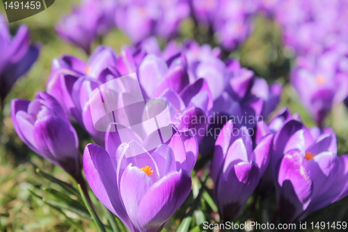 Image of spring flower meadow