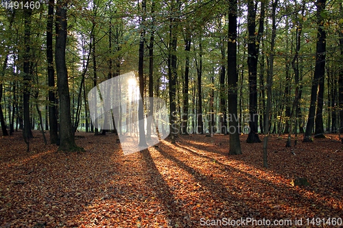 Image of forest sundown