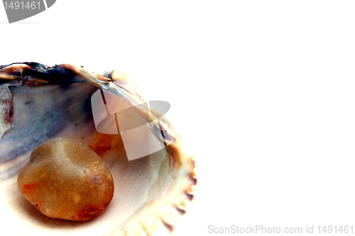 Image of sea shell with an little amber stone inside