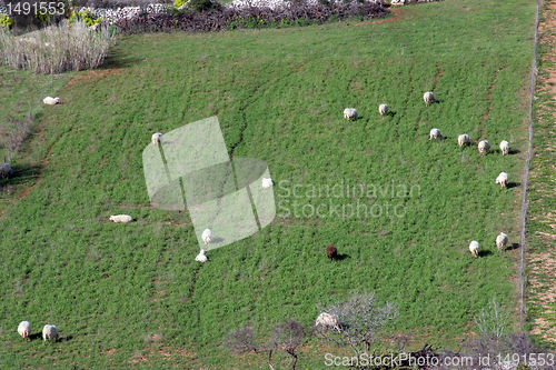 Image of Sheep Grazing in a Green Meadow