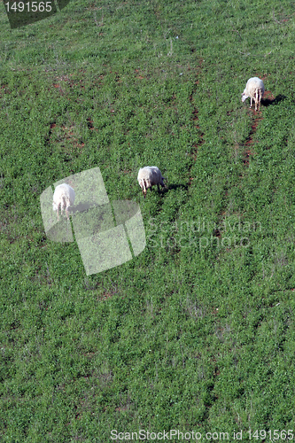 Image of Sheep Grazing in a Green Meadow