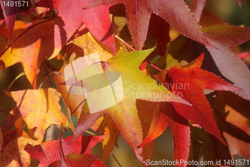 Image of Autumn leaves