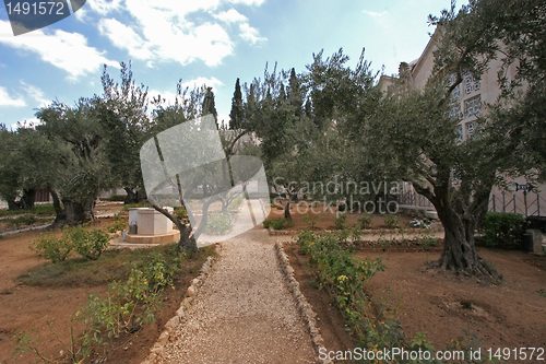 Image of Jerusalem-Garden of Gethsemane