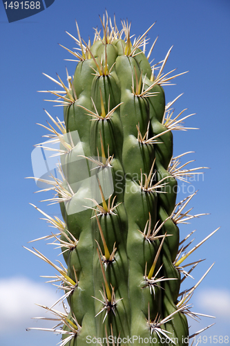 Image of Cactus