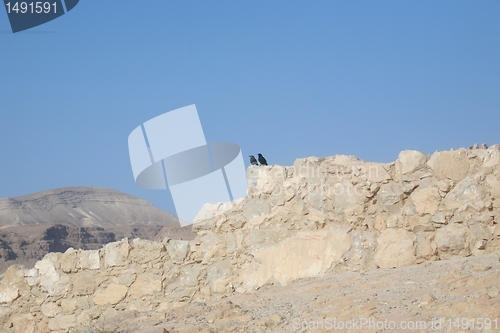 Image of Bird in the Masada fortress in Israel