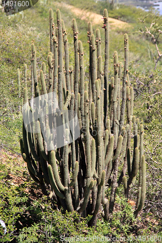 Image of Big cactus