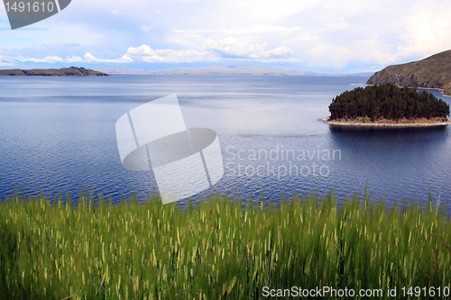 Image of Wheat and Titicaca