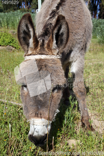 Image of Head of donkey