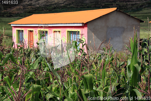 Image of House and corn field