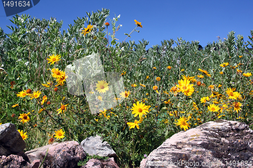 Image of Stones and flowers