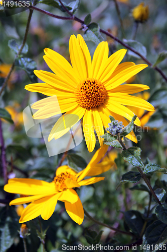 Image of Yellow wildflowers