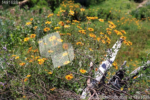 Image of Wild flowers