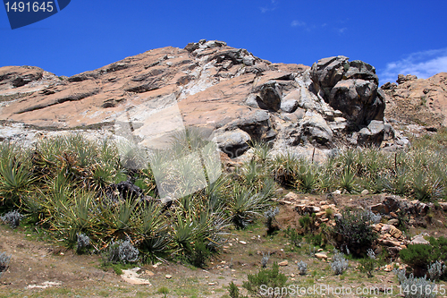 Image of Cactuses on the island