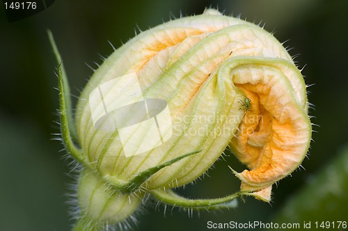 Image of Courgette flower I