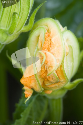 Image of Courgette flower II