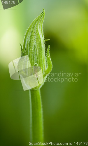Image of Courgette flower III