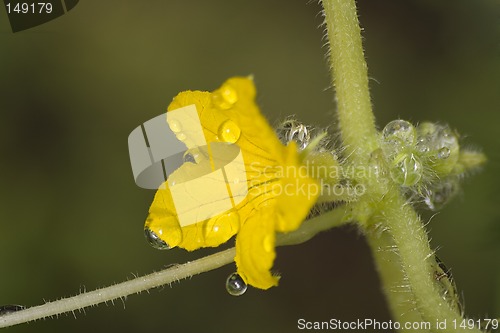 Image of Flower of a cucumber