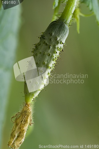 Image of Small cucumber