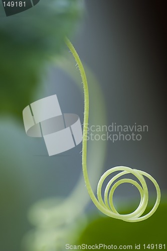 Image of Cucumber tendril