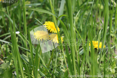 Image of dandelions