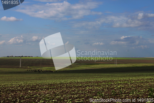 Image of fields at spring