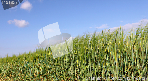 Image of wheat field