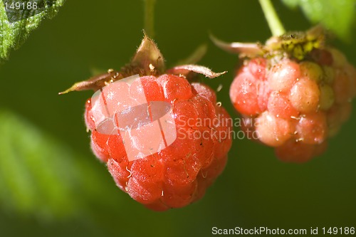 Image of Red raspberries IV