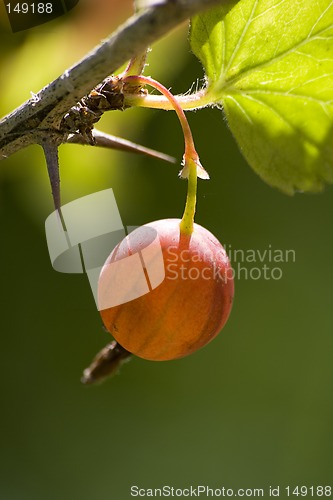 Image of Gooseberry bush II