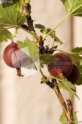 Image of Gooseberry bush III