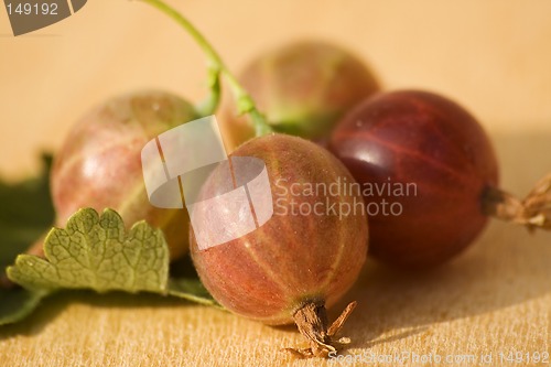 Image of Fresh gooseberries III