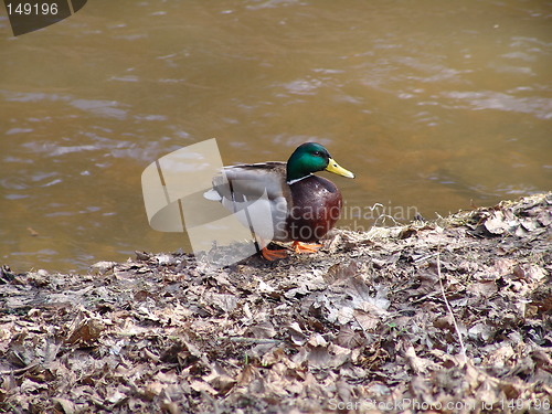 Image of Duck