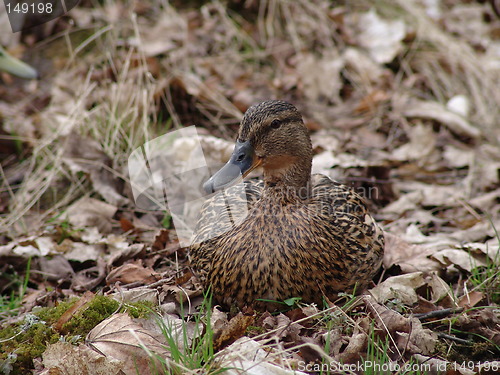 Image of Duck