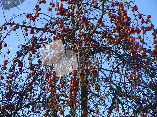 Image of Apple-tree