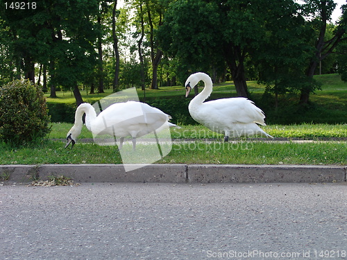 Image of Swans