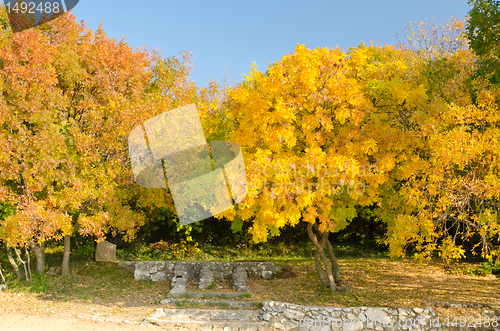 Image of fall yellow leaves trees