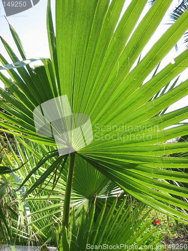 Image of Palm