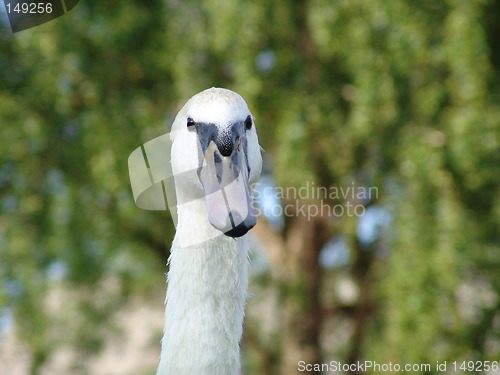 Image of Swan