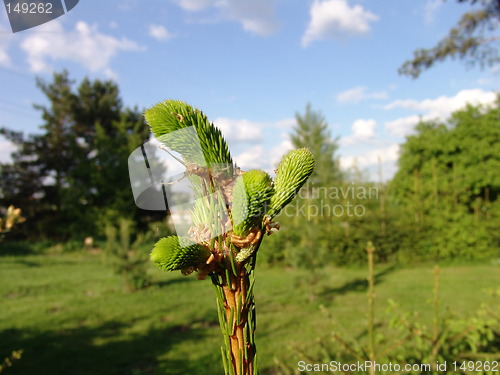 Image of Fir spray